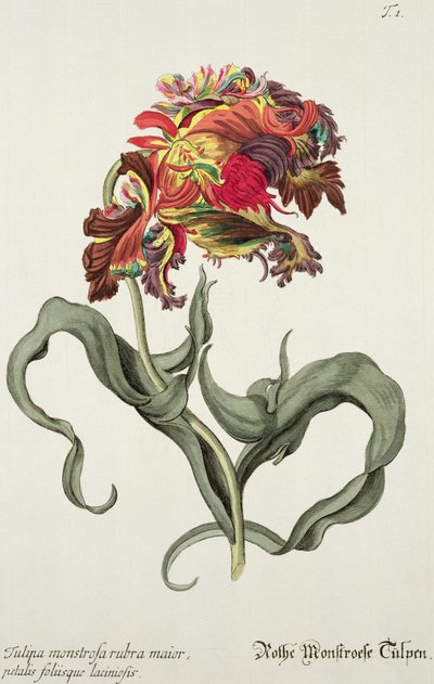 Tulipa Monstrosa Rubra Maiorの「Phythanthoza Iconographica」（ドイツ、1737-45） 作： Johann Wilhelm Weinman